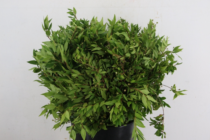 <h4>MYRTUS COMMUNIS 400GR</h4>
