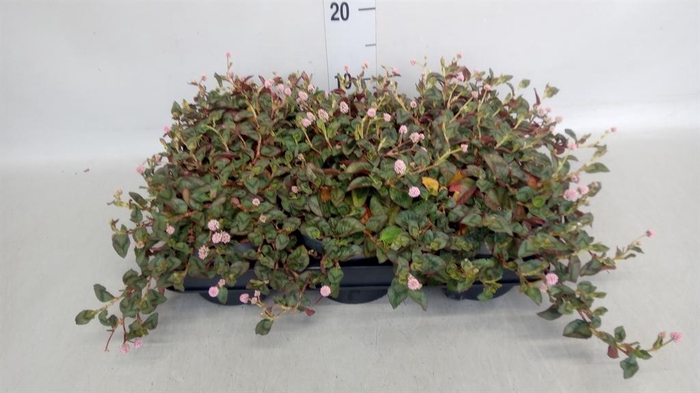 <h4>Persicaria capitata</h4>