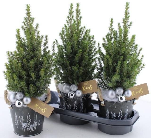 <h4>PICEA GL PERFECTA</h4>