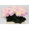 Dahlia Wizard of Oz
