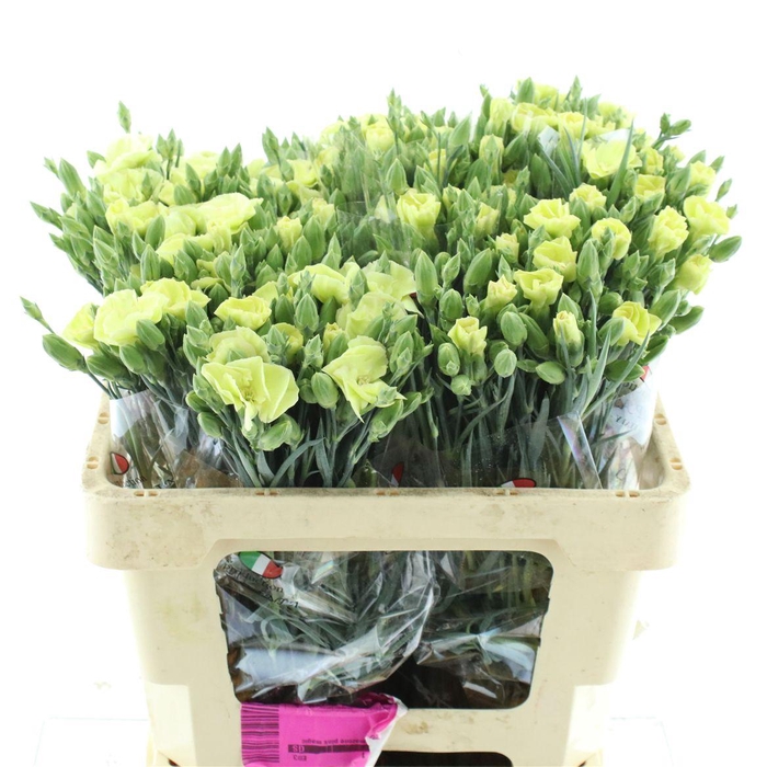 <h4>Di Tr Simply Bern Green Extra</h4>