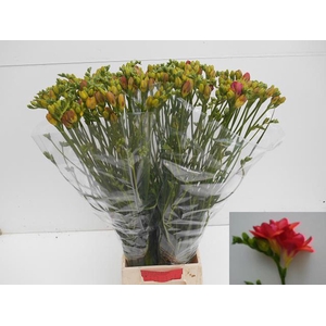 Freesia du Red Bell
