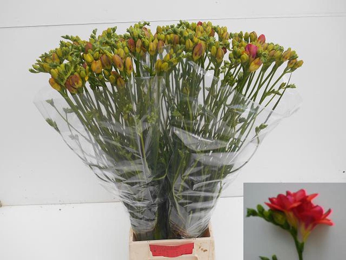 <h4>Freesia du Red Bell</h4>