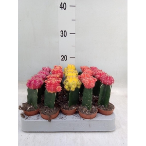 Gymnocalycium mihanov. 'Japan'  mix