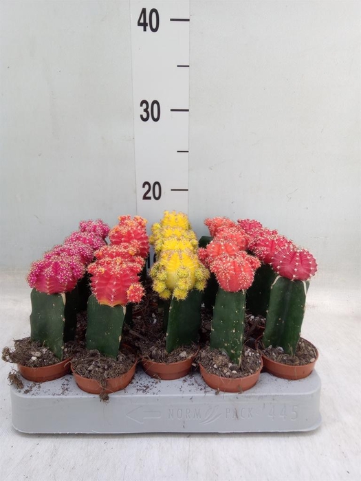 <h4>Gymnocalycium mihanov. 'Japan'  mix</h4>
