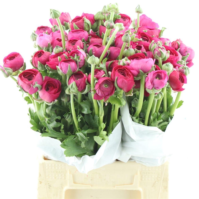 <h4>Ran Su Rosado Extra</h4>