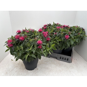 MONA BALMY PINK