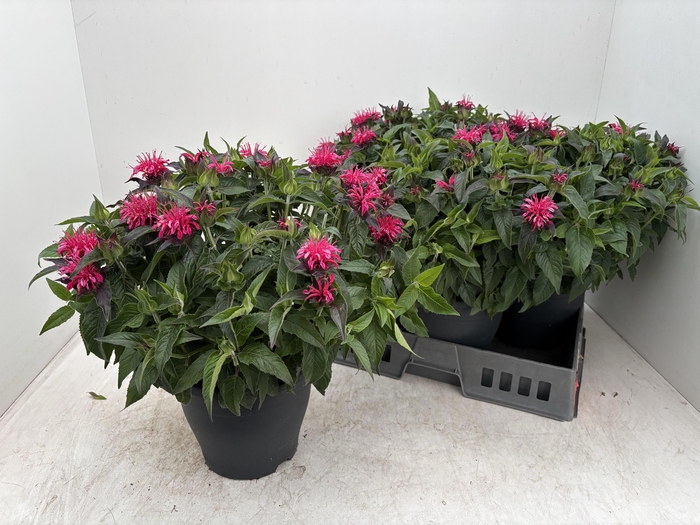 <h4>MONA BALMY PINK</h4>