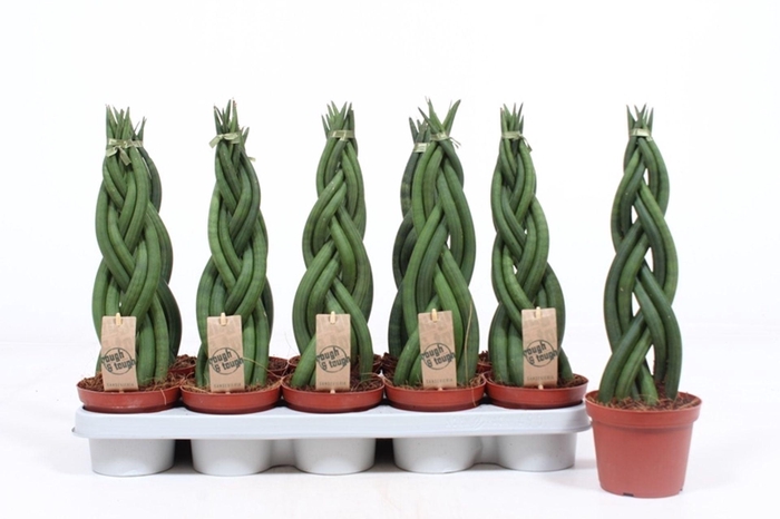 <h4>Sansevieria Cylindrica</h4>