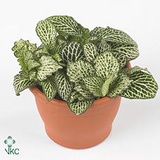 Fittonia  'Mosaic Whisper'