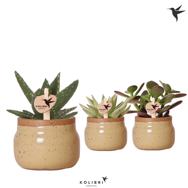 <h4>Kolibri Greens Succulenten mix in Vintage Bowl pot khaki</h4>