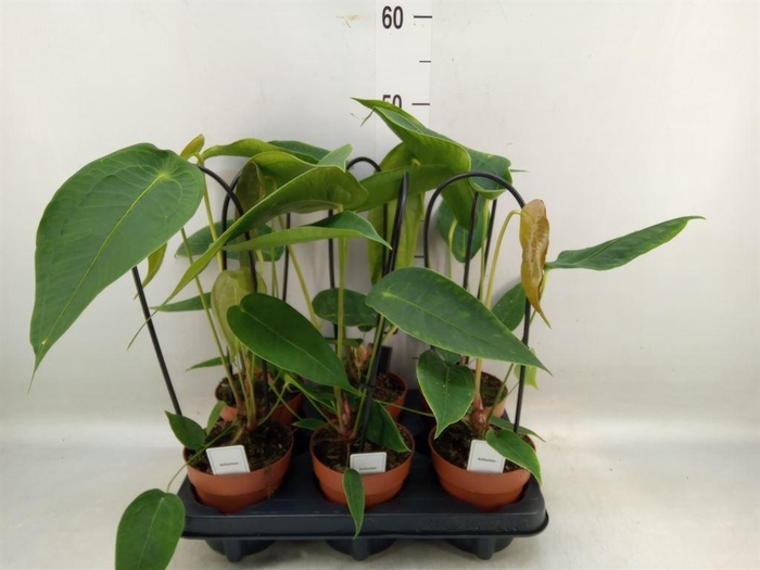<h4>Anthurium   ...</h4>