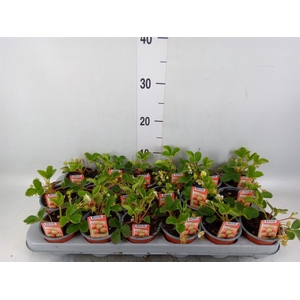 Fragaria   ...