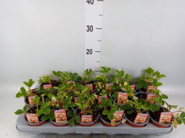 <h4>Fragaria   ...</h4>
