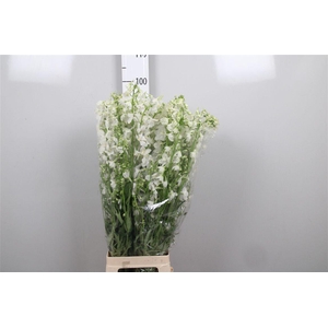 Delph En Be Andes White