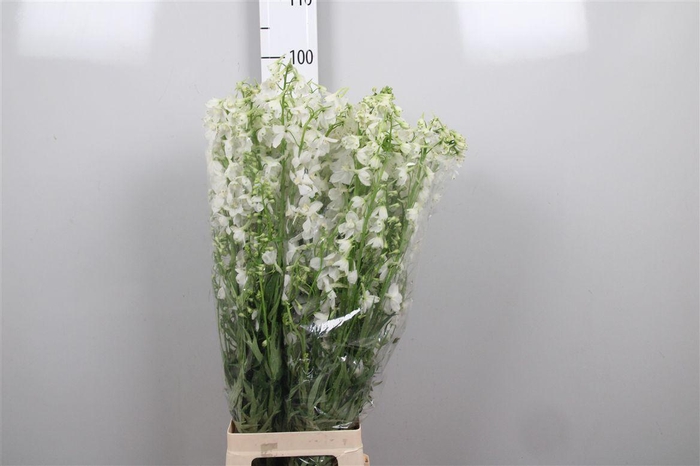 <h4>Delph En Be Andes White</h4>