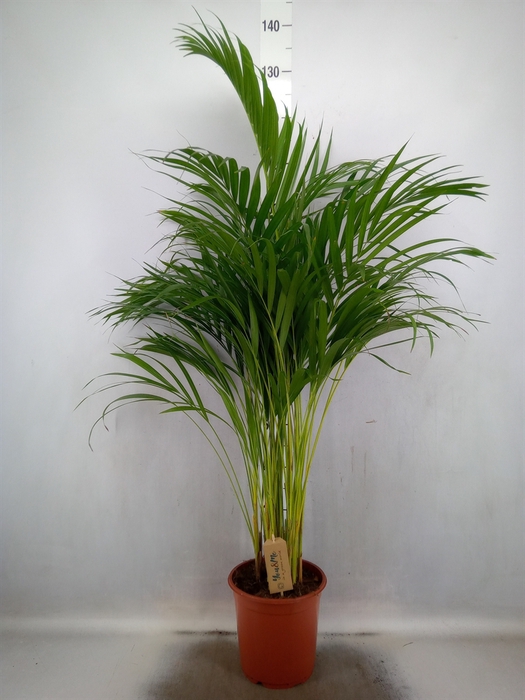 <h4>Dypsis lutescens   ...Chrysalidoca</h4>