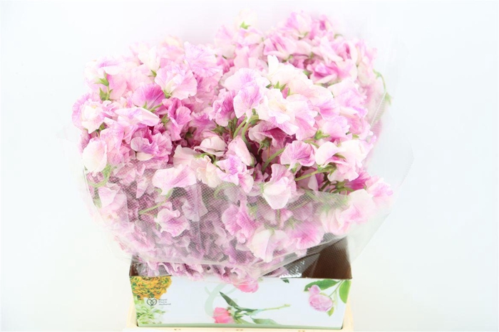 <h4>Lathyr Odor 2 Tone Pink</h4>