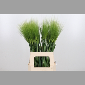 Triticum Aestiv Tarwe