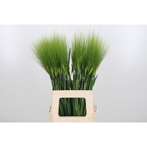 Triticum Aestiv Tarwe