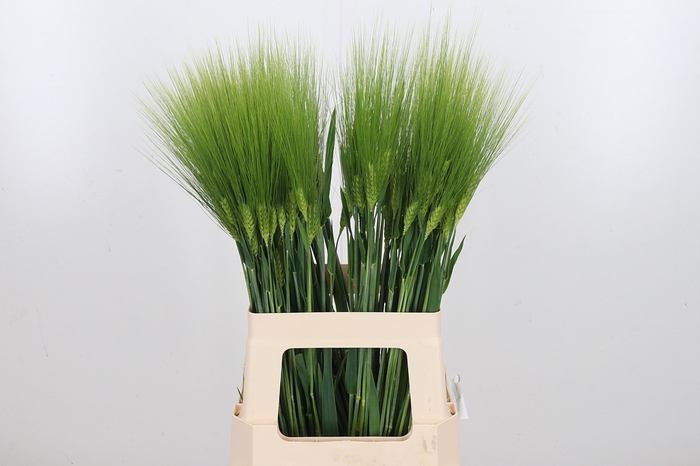 <h4>Triticum Aestiv Tarwe</h4>