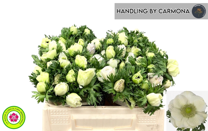 <h4>ANEM CO MIS + WHITE</h4>