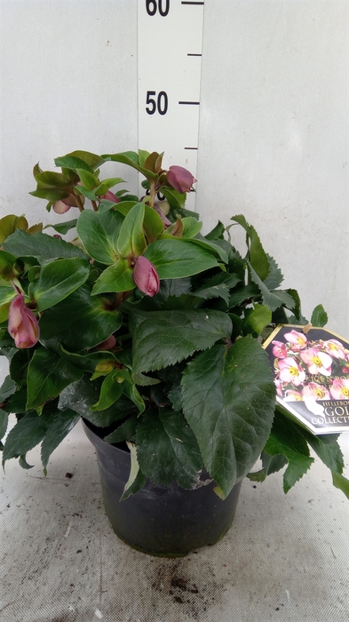 <h4>Helleborus  'Ice N Roses Early Red'</h4>