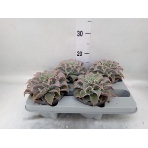 Echeveria   ...