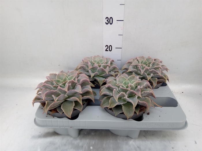 <h4>Echeveria ...</h4>