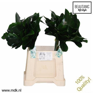 Anthurium  'Arrow'   ...blad