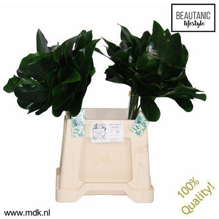 <h4>Anthurium  'Arrow'   ...blad</h4>