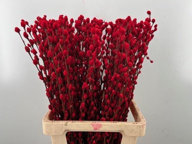 <h4>SALIX OV KLB H%</h4>