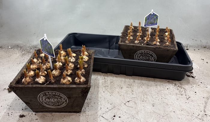 arr8 Arr Muscari In Houten Bakje Xxl