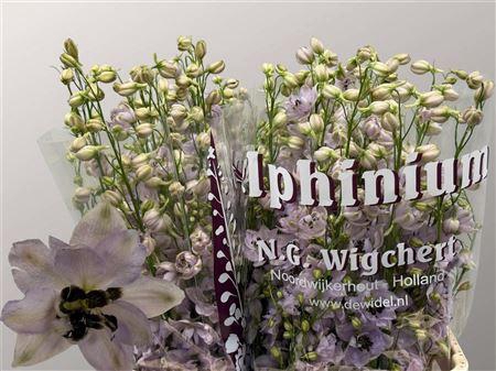 <h4>Delphinium Du Dewi Rosario</h4>