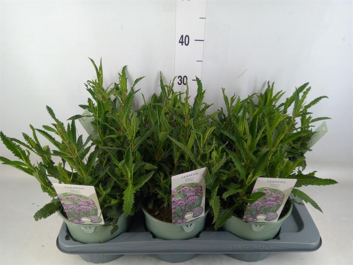 <h4>Verbena bonariensis</h4>