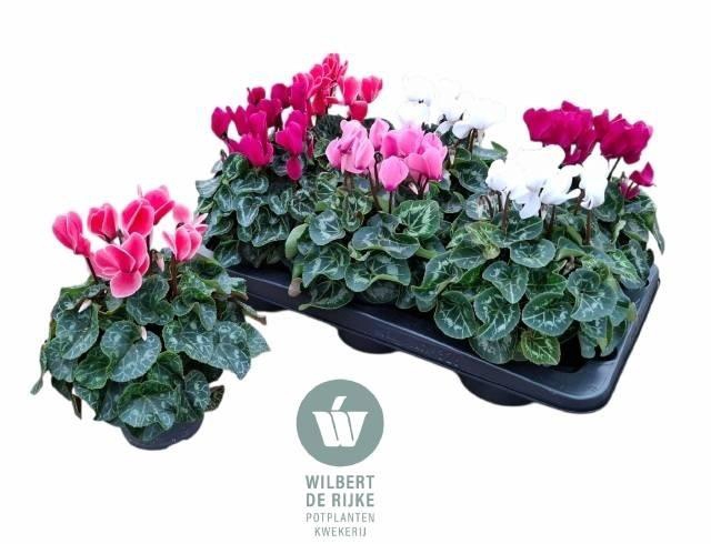 arr8 Cycl Md Sup Allure