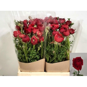 Ran Mistral Red Baron