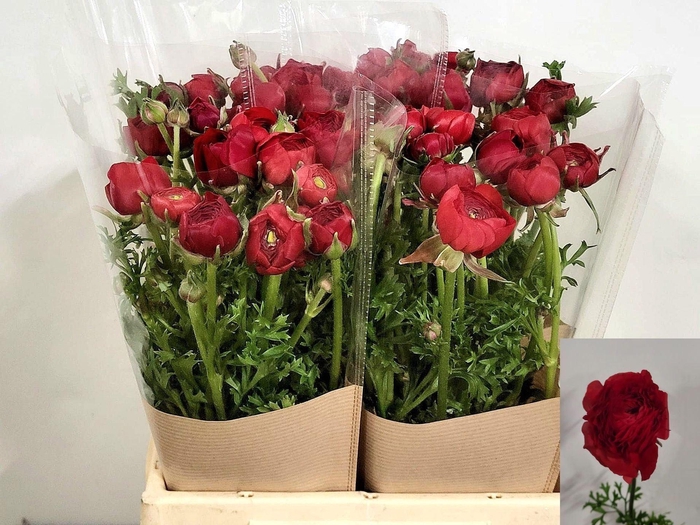 <h4>Ran Mistral Red Baron</h4>