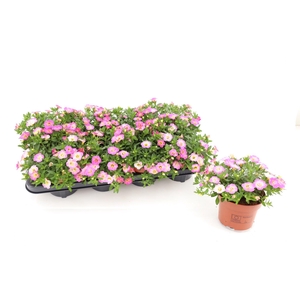 Calibrachoa Fancy Fancy 13cm