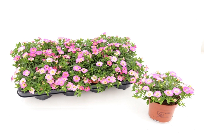 <h4>Calibrachoa Fancy Fancy 13cm</h4>