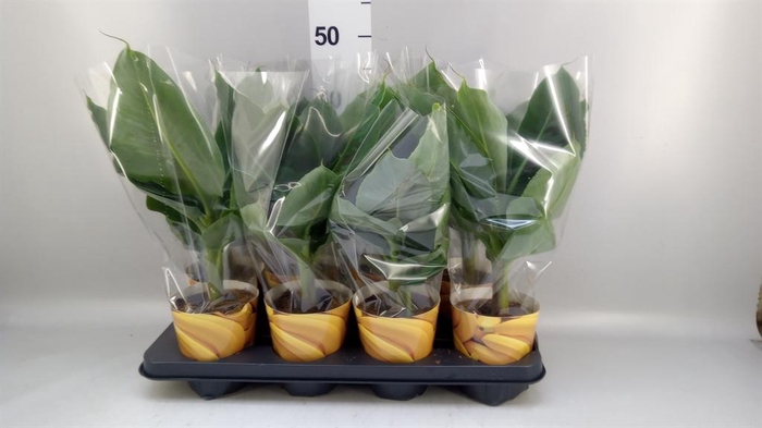 <h4>Musa  'Tropicana'</h4>