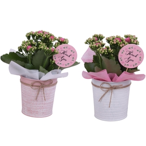 Mothersday Arr. Indoor Zinc Pot Round Pink/White Ø10cm 1PP