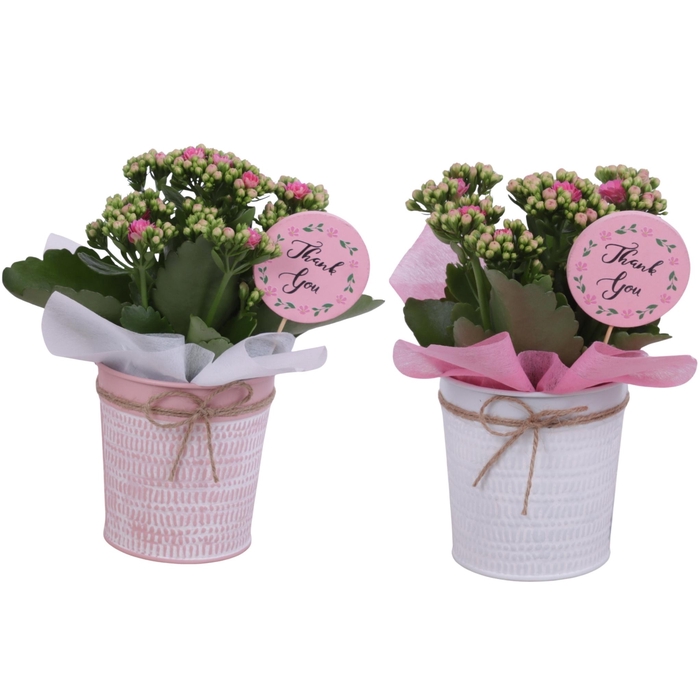 <h4>Mothersday Arr. Indoor Zinc Pot Round Pink/White Ø10cm 1PP</h4>