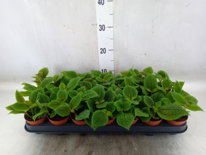 <h4>Pilea alumi</h4>
