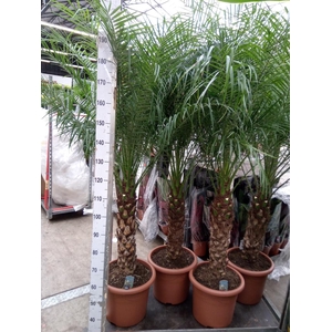 Phoenix roebelenii