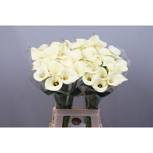 Calla Snowstar Kallaland