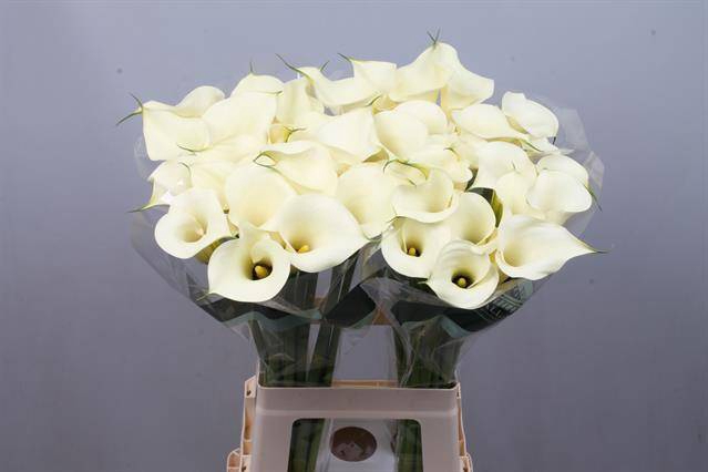 <h4>Calla Snowstar Kallaland</h4>
