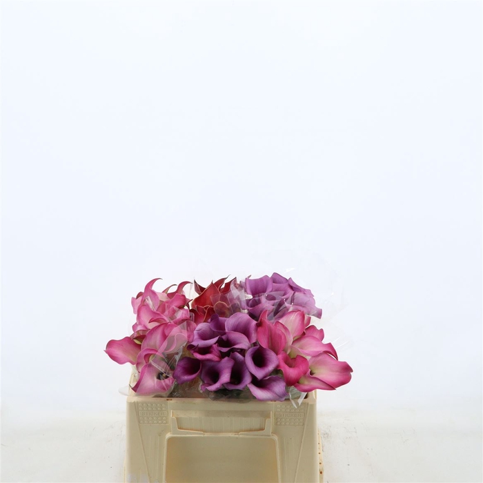 <h4>Calla Gemengd In Fust</h4>