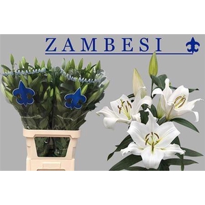 Li Ot Zambesi 5+