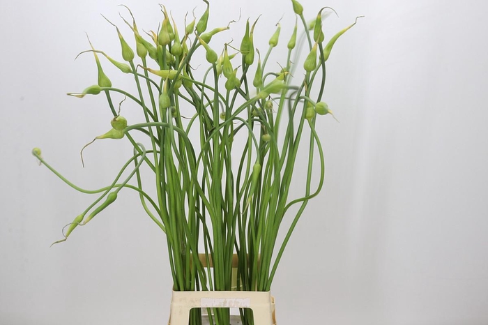 <h4>Allium Sativum Ophioscorodon</h4>